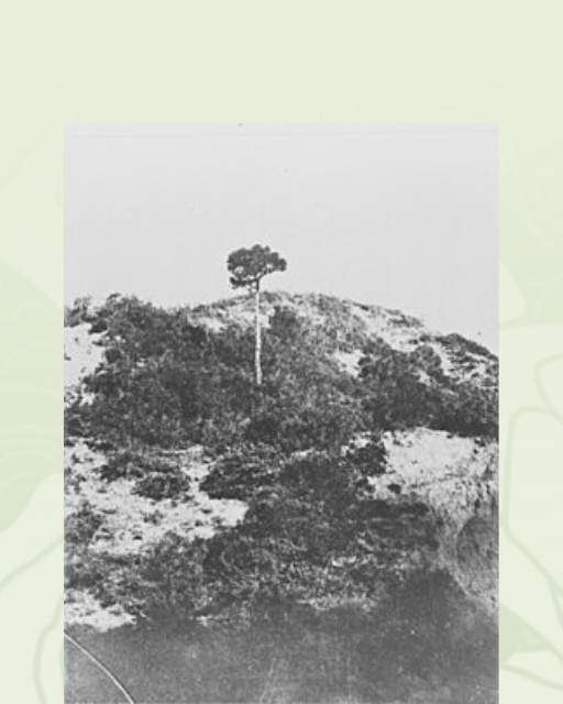 The Battle of Lone Pine